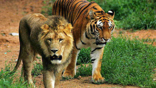 狮子能打过老虎,老虎也能打过狮子,有没有不败