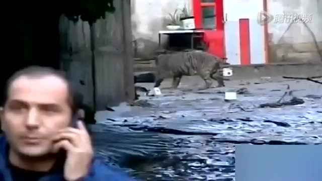 延伸阅读：实拍格鲁吉亚动物园被暴雨冲毁 老虎狮子争相逃离截图