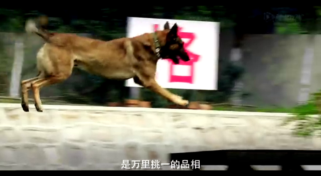 《神犬奇兵》曝全新预告片 精彩悬念扑朔迷离