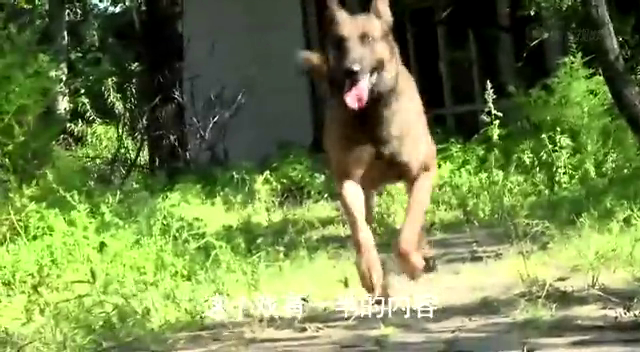 《神犬奇兵》曝导演特辑 震撼呈现人犬情