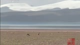 藏羚羊产仔全程 小羊坠地站立吃第一口母乳