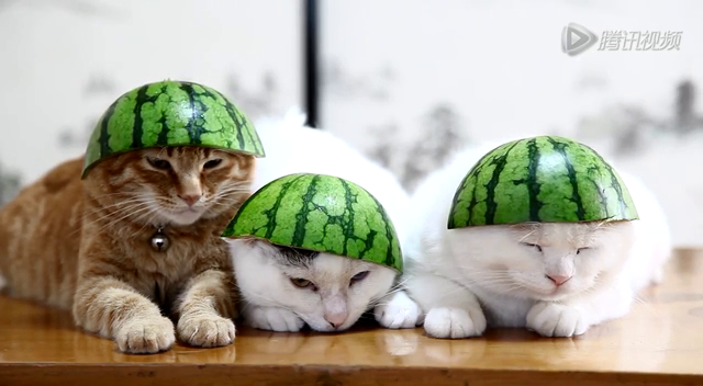 日本爱猫人士上传西瓜帽小猫视频 火爆网络