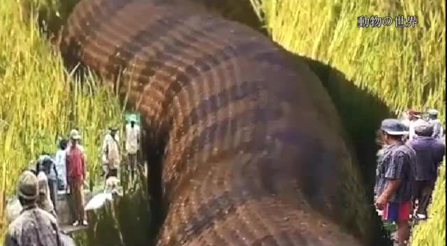 在亚马逊河发现了目前世界上最长的蛇 巨蟒