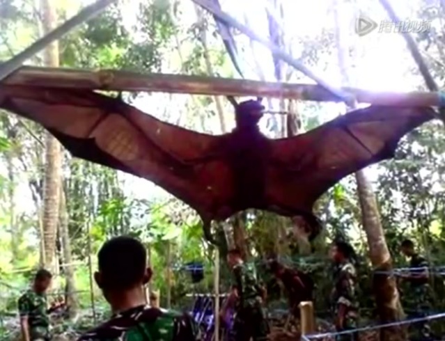 印尼惊现巨型吸血蝙蝠