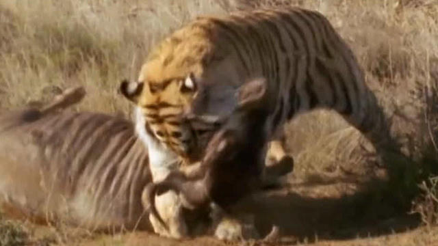 王者本色 老虎兄弟围追堵截猎捕角马