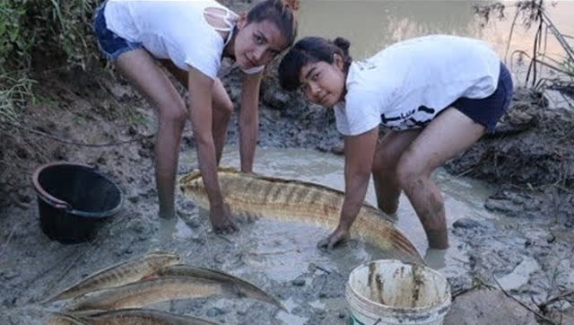 柬埔寨农村妇女在水沟里抓鱼,真是勤劳的女人