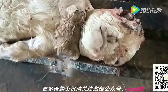 印度妇女生出怪胎,刚出生竟如70岁老人