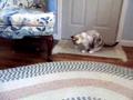 爆笑可爱猫咪对琴声的条件反射