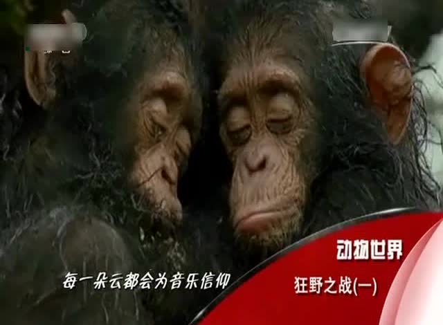 动物世界精彩合集,附带优美歌曲