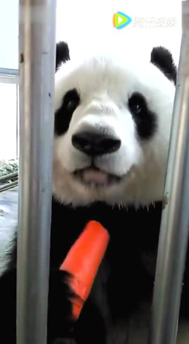 大熊猫吃胡萝卜 好好吃的样子