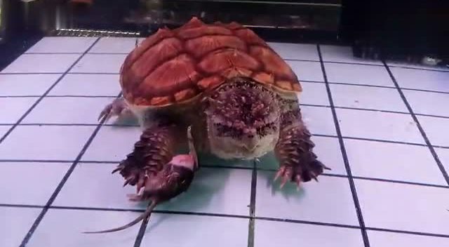 实拍高清:水族馆巨型鳄龟2口吞下一只老鼠,强大的咬合力!