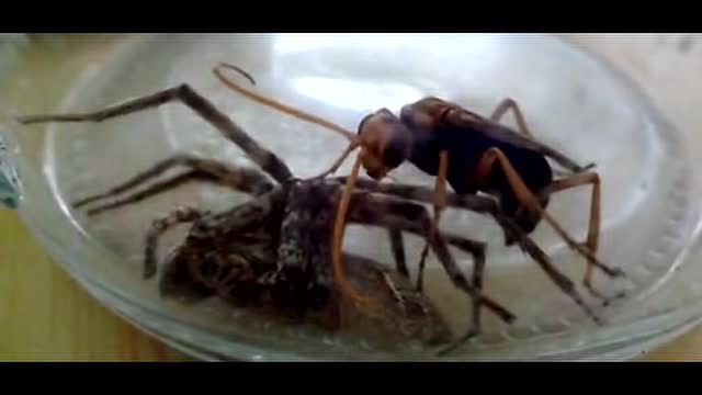 黄蜂秒杀大蜘蛛 失去蜘蛛网的蜘蛛太可怜了