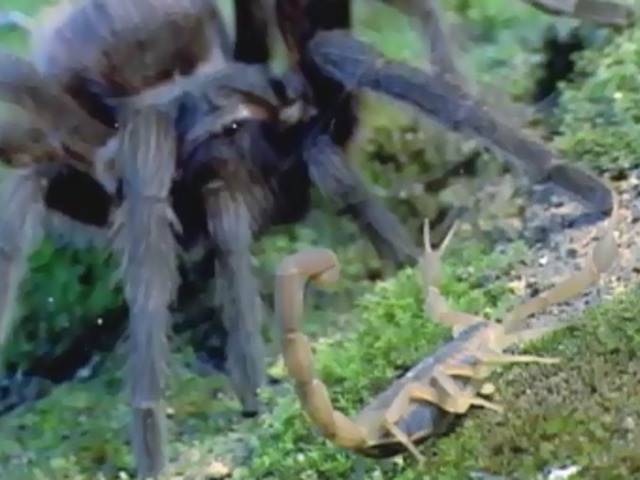 金蝎子和黑蜘蛛的较量