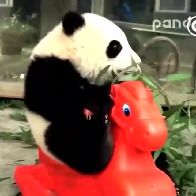 一只熊猫洗澡,我就知道你是来搞笑的