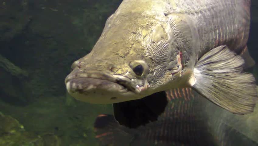 亚马逊巨大的古代鱼—— 巨骨舌鱼