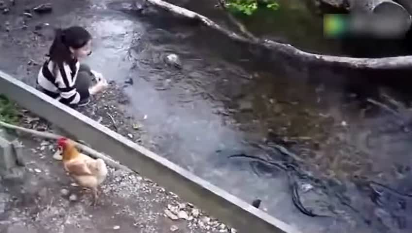 男子站在水里引杀人的鳗鱼出来,居然徒手抱住了鳗鱼!