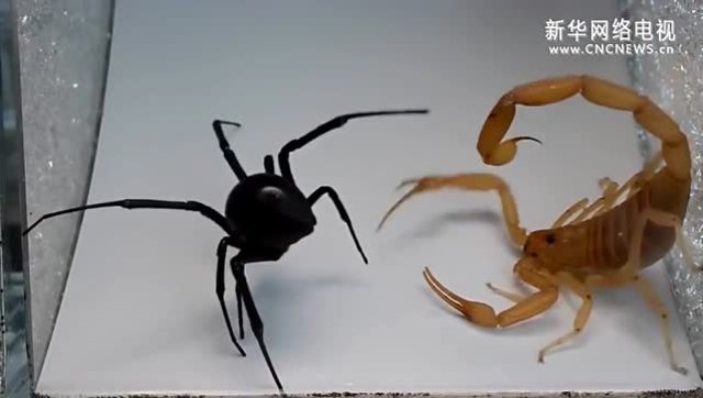 世上最毒金蝎vs黑寡妇蜘蛛 终极对决!