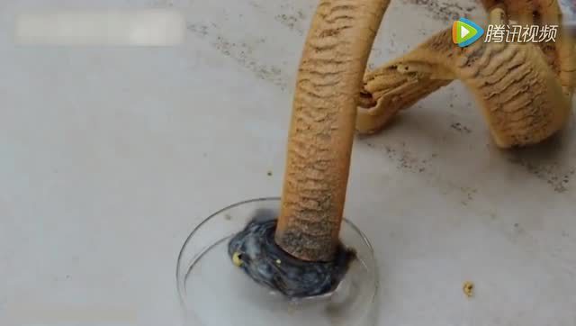 诡异的法老之蛇实验!硫氰化汞燃烧神奇现象!