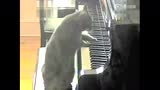 搞笑:猫咪弹钢琴乐团协奏_标清