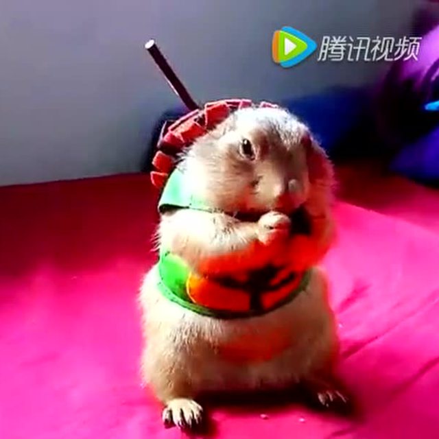 忍着松鼠 上演搞笑版 笑尿了