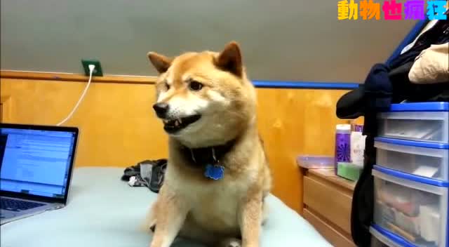 动物也疯狂:猫咪搞笑短片集
