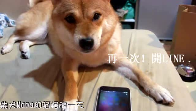 柴犬和苹果手机siri的爆笑对话