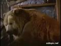 PEPSI--bear