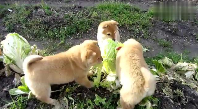 三只小柴犬啃大白菜,看视频版感觉大白菜更可怜了