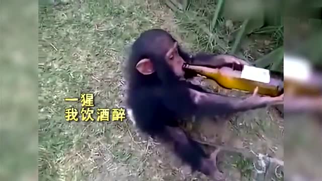 好白菜让猪拱了,笑死个人!