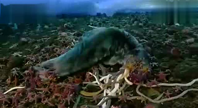 南极冰层下发现3米长巨虫,抢食死海豹!