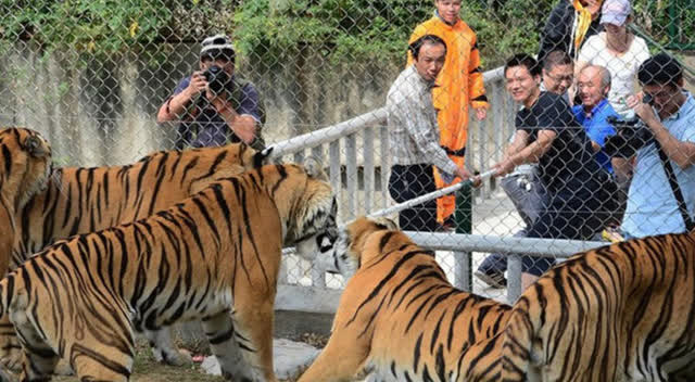 实拍外国动物园内一只白虎逃脱后到处伤人的惊险现场