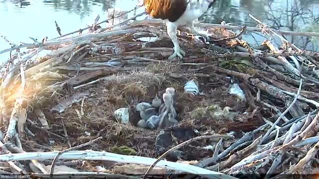 河边的森林里发现老鹰窝里面4只雏鹰刚出壳