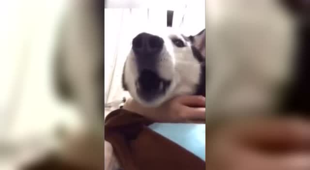 主人假装要勒死哈士奇,二哈一脸要死的表情