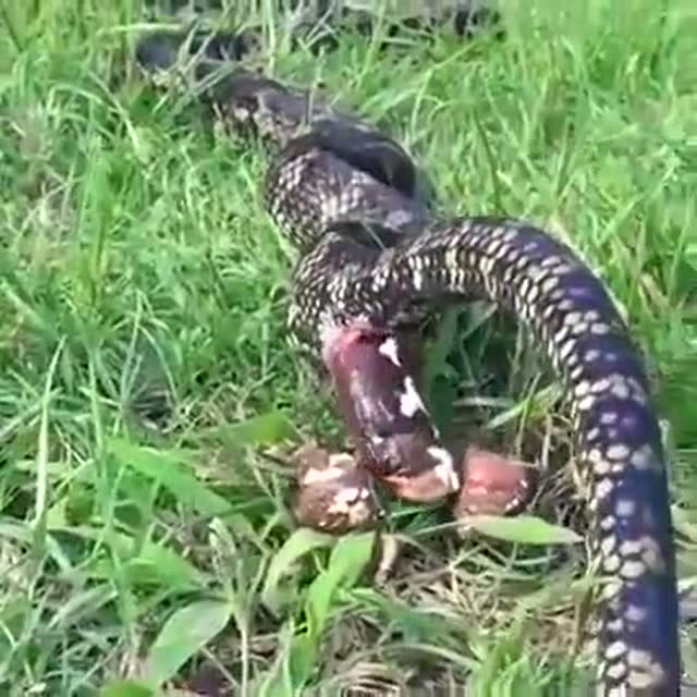 一条便秘的蛇正在拉屎时被人偷拍 肠子都快拉出来了!