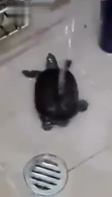 罕见乌龟自个儿能洗澡 太惊奇了! - 搞笑 - 