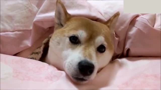我不走柴犬表情照片自制情侣动态表情图片
