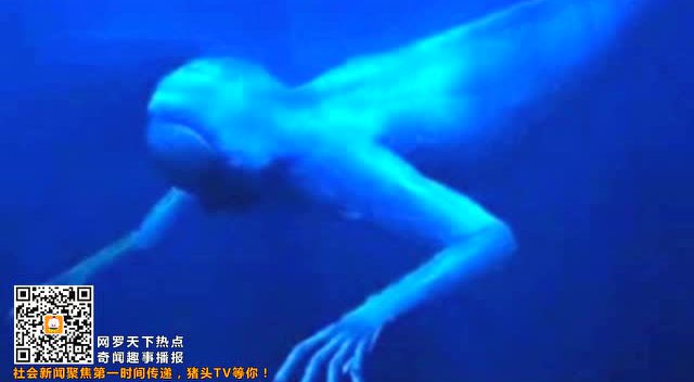 日本在南极洲拍到传说中的生物 调查结果让人