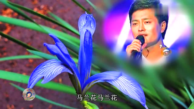 云飞《马兰花》,真听醉了!