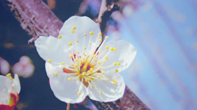 二胡独奏《梅花三弄》