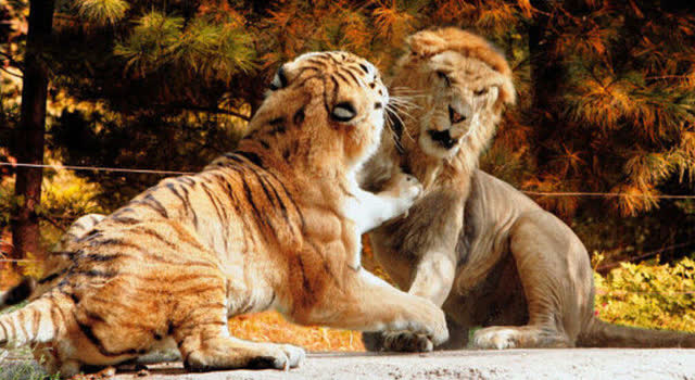 老虎和狮子打到底谁最厉害