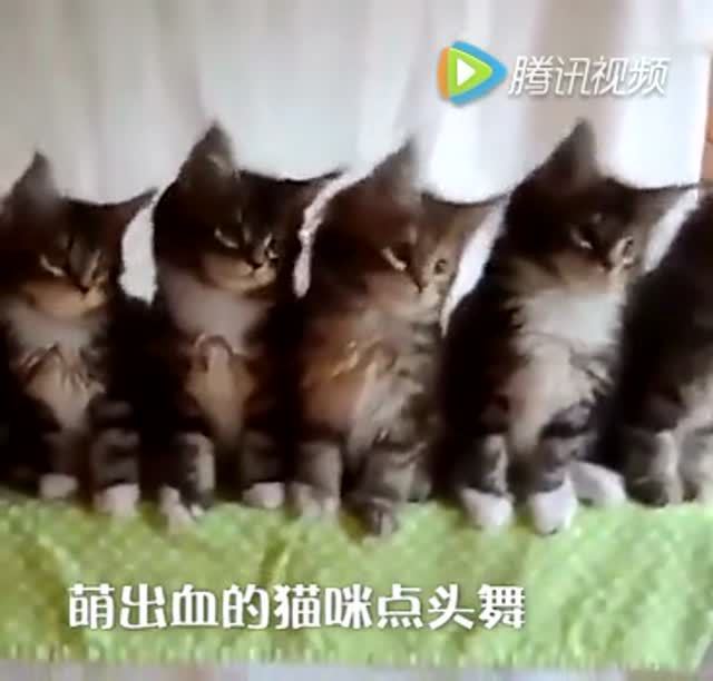 猫咪跳点头舞 现在的小宠物们都成精了