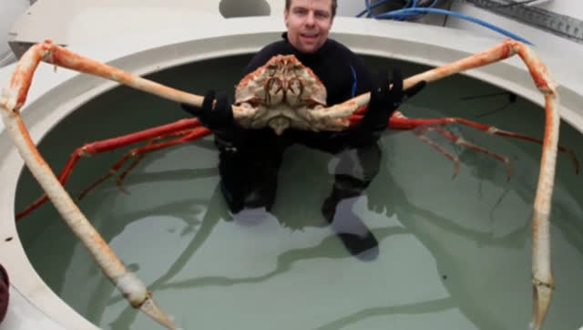 世界上最大的螃蟹15米图片_世界上最大的螃蟹