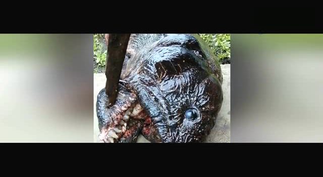 实拍一只疣猪被20几头狮子猎杀,被啃食得连獠牙都不剩了