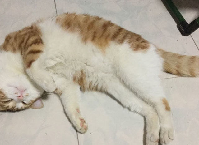 小猫一被栓上,就倒地装死,笑疯主人