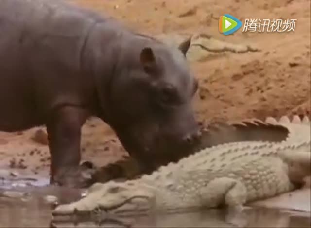 聪明的鳄鱼潜伏在水里猎杀来喝水的动物,恐怖的死亡翻滚!