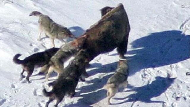 狼群团队合作捕食大野牛