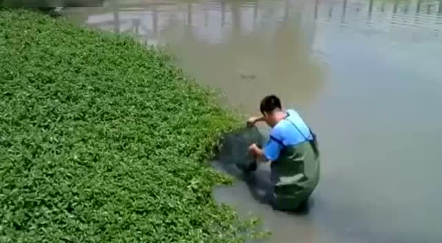 自制捕黄鳝泥鳅的工具,捉回来密密麻麻的泥鳅_捕鱼 第