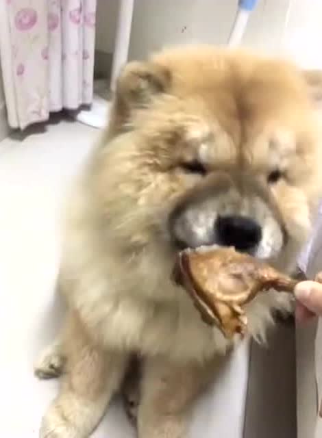 这是我见过吃鸡腿最斯文的汪星人