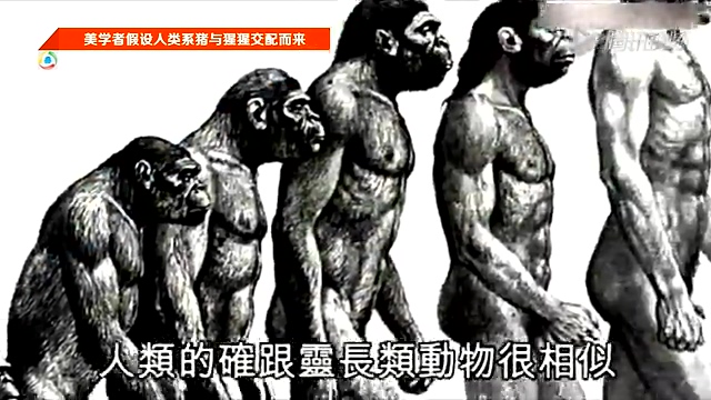 美学者假设人类系猪与猩猩交配而来截图