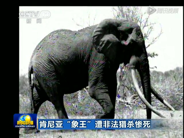 肯尼亚"象王"遭猎杀惨死 象牙象鼻被残忍割掉截图